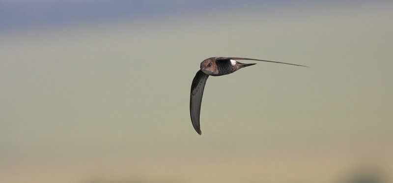 стриж Бумерангphoto preview