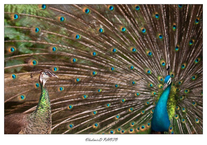 All That Jazz...photo preview