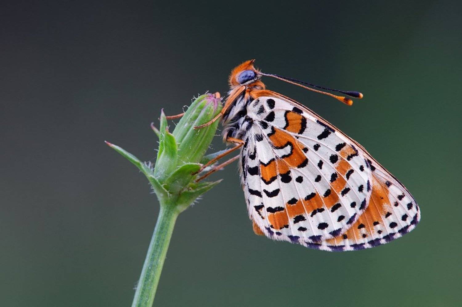 , Андрей Макаров