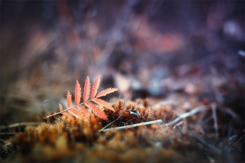 Сказочная осеньphoto preview