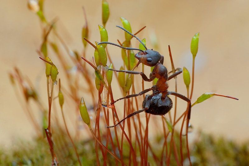 po drabinie...photo preview