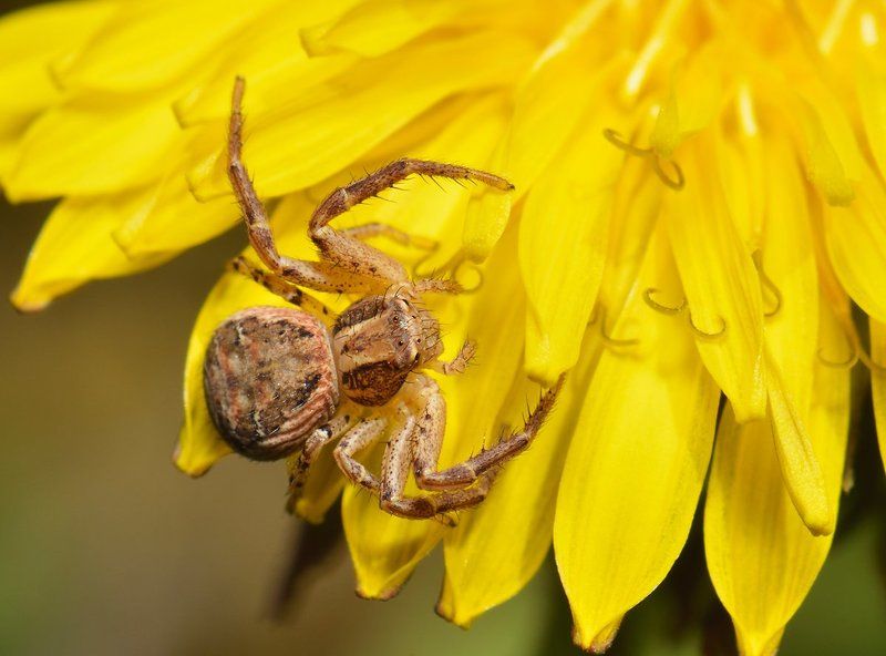 nikon, d7000, macro, asia, kazakhstan, nature, wildlife, spider, arthropoda, arachnida, казахстан, природа, паук, макро Looking through the Yellow Pages for Bed & Breakfastphoto preview