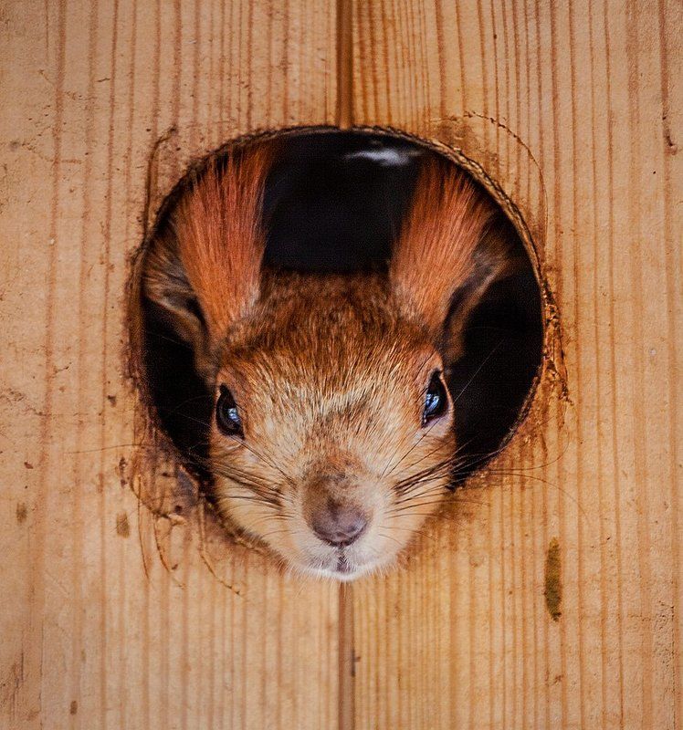 Донна Беллаphoto preview