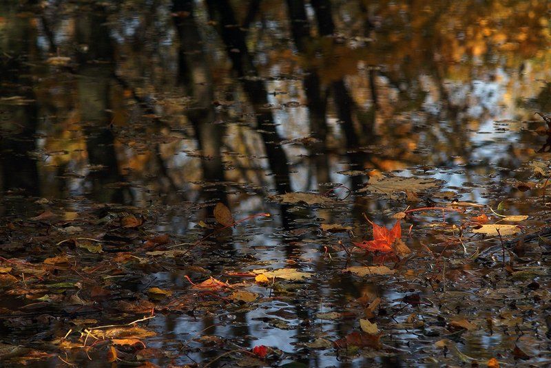 Кленовый лист ...photo preview