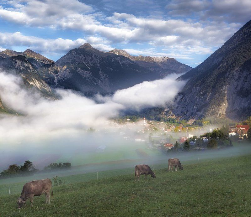 австрия Паслись коровы на лугуphoto preview