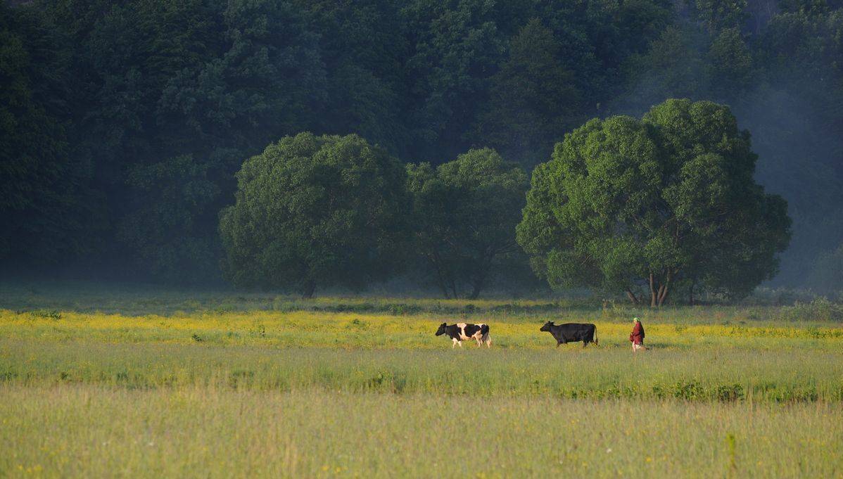 , Володимир Карчевський