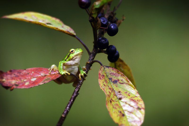 Квакша фото превью