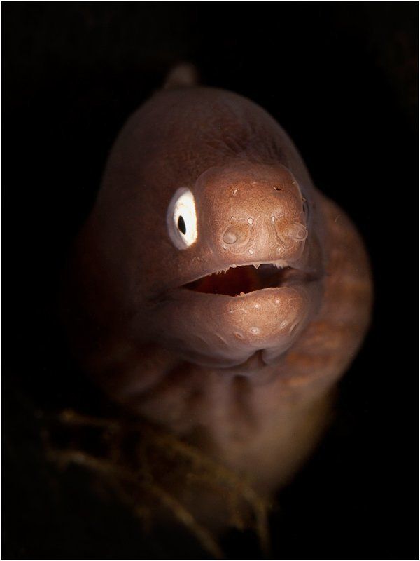 Портрет с веточкойphoto preview