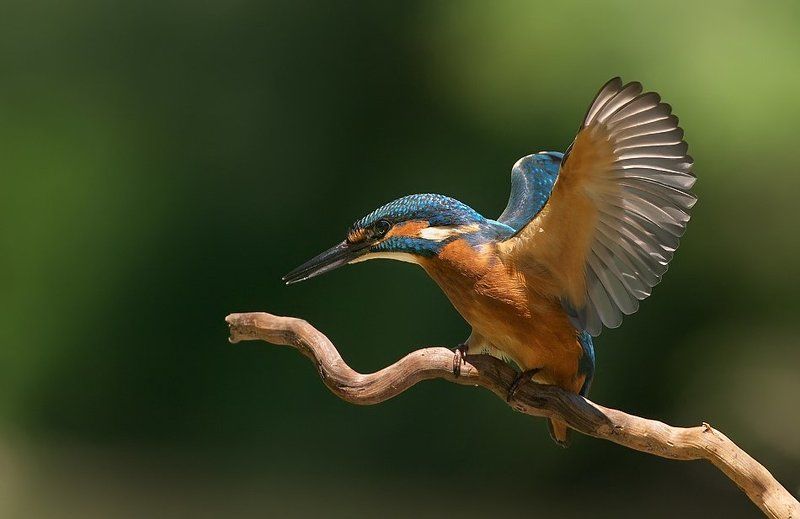 зимородок, kingfisher, alcedo atthis, земеродно рибарче Зимородокphoto preview