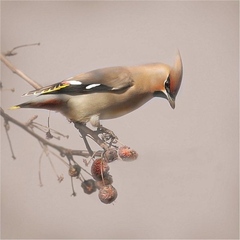 ..продавец прошлогодних яблок ..)) фото превью