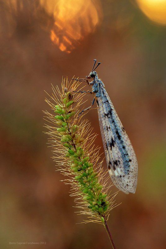 Муравьиный левphoto preview