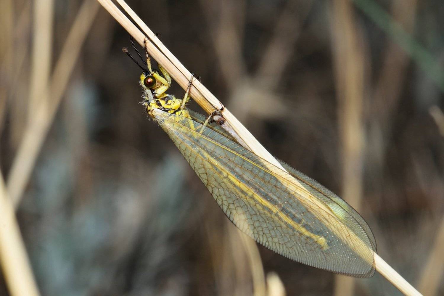Застенчивая львица. Автор: Эдуард Ким nikon, d7000, macro, asia, kazakhstan, nature, wildlife, marmeleontidae, antlion, arthropoda, казахстан, природа, макро, муравьиный лев, Эдуард Ким