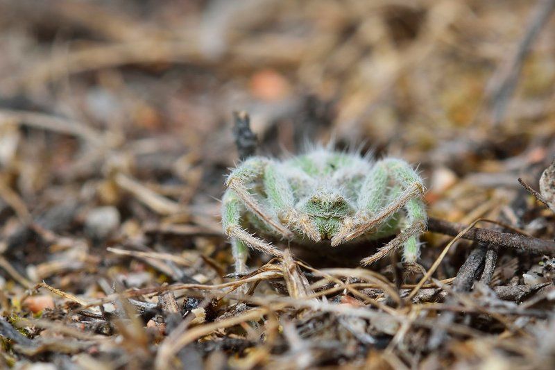 nikon, d7000, macro, asia, kazakhstan, nature, wildlife, spider, arthropoda, arachnida, казахстан, природа, паук, макро Мягкий и пушистыйphoto preview