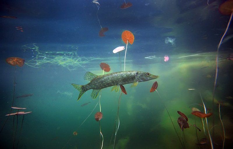 Соняphoto preview