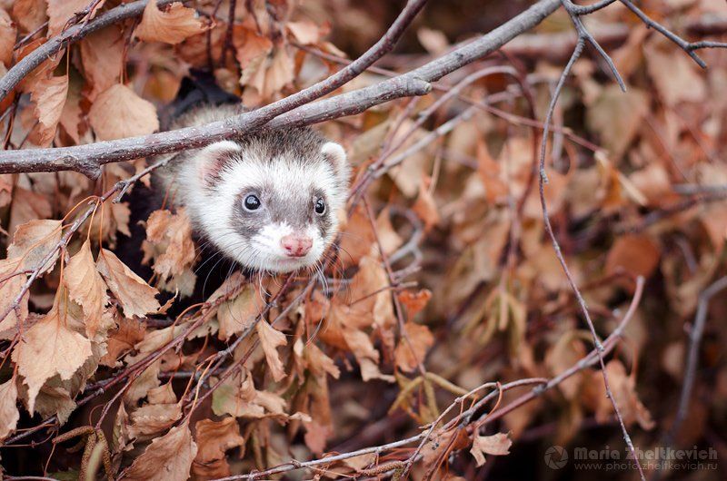 хорек, хорёк Федяphoto preview