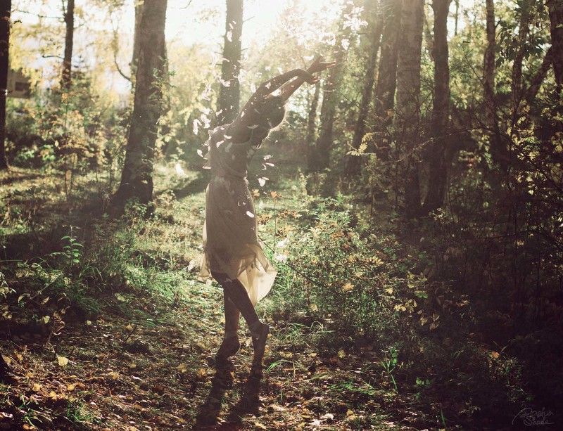 forest feel the forestphoto preview