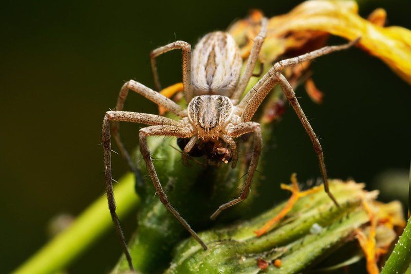 nikon, d7000, macro, asia, kazakhstan, nature, wildlife, spider, arthropoda, arachnida, казахстан, природа, паук, макро Арахнаphoto preview