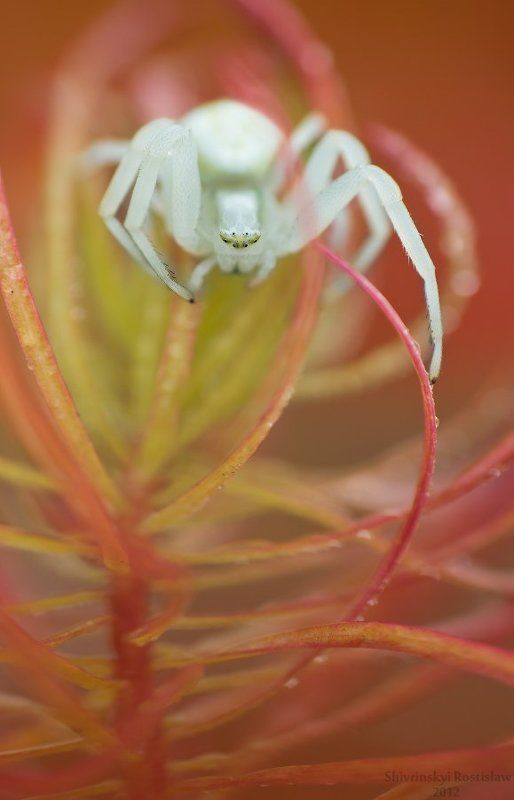 ростислав, макро, 100мм Лед и пламеньphoto preview