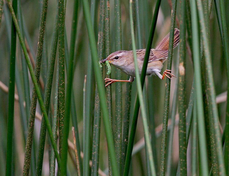 Раскорякаphoto preview