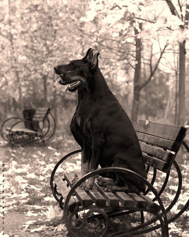 Влюбленный Шекспирphoto preview