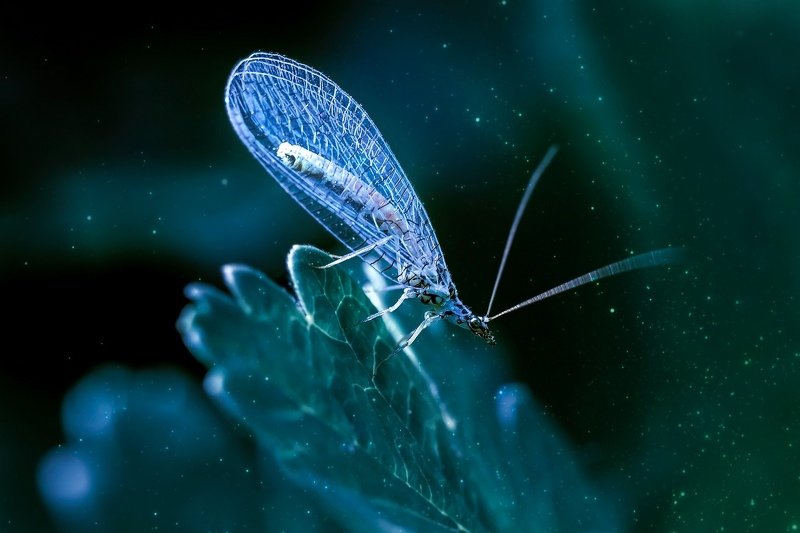 макро, златоглазка, лес Феечкаphoto preview