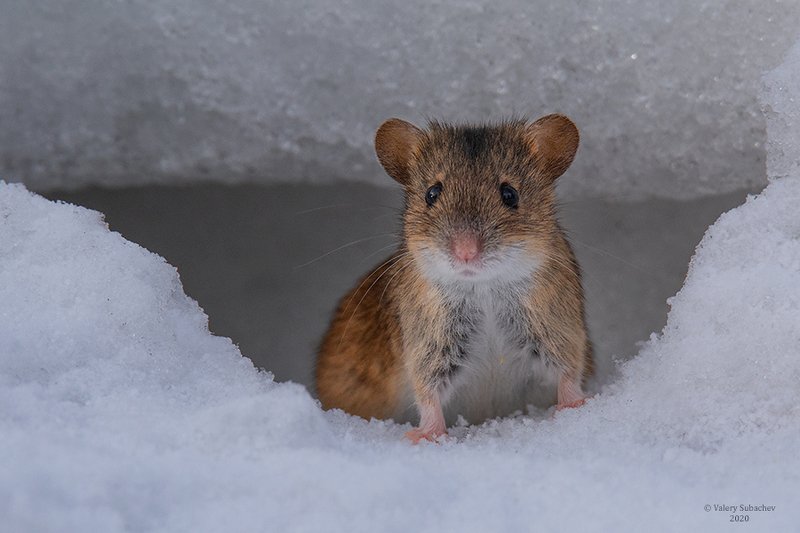 Сторожевойphoto preview