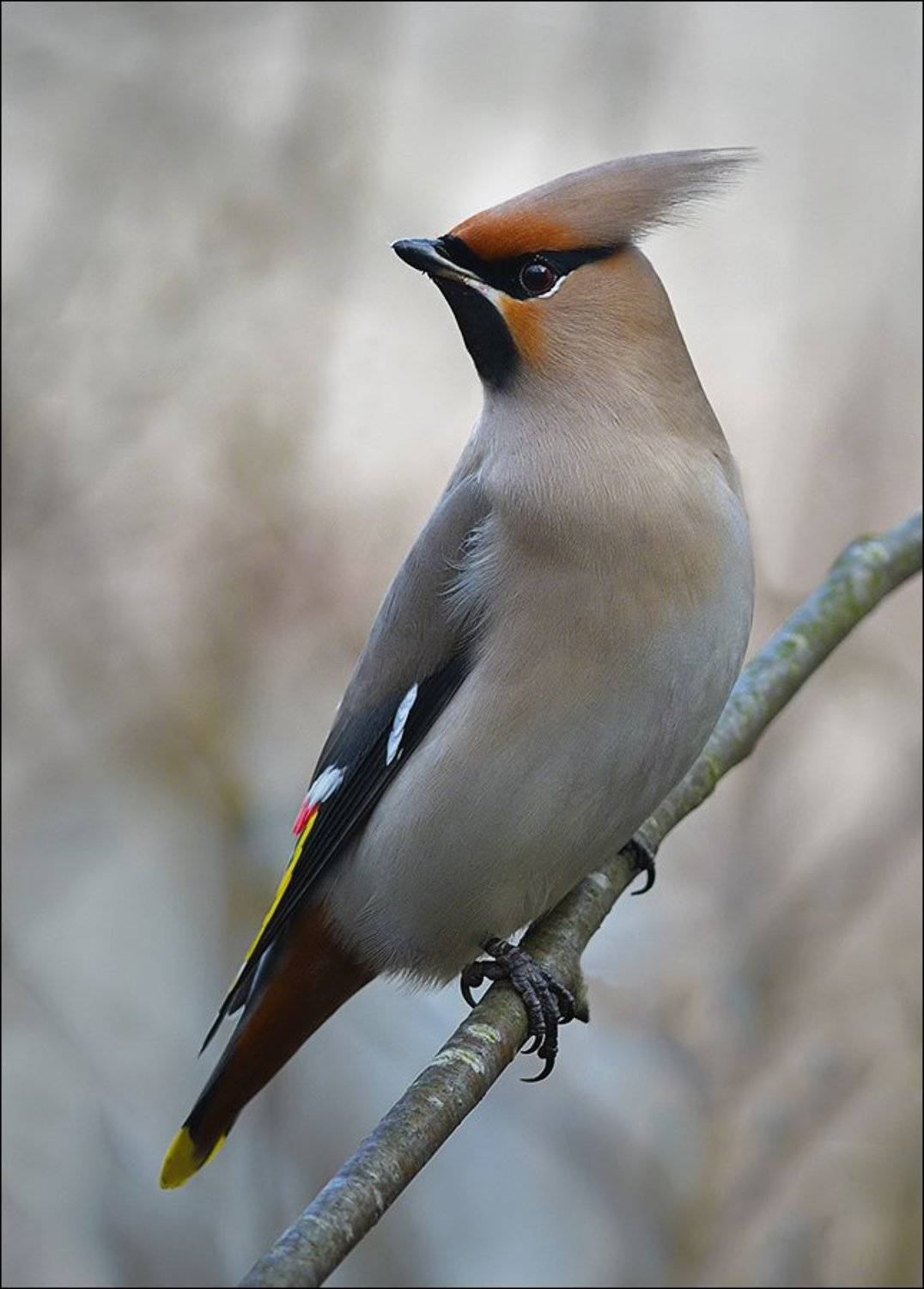 ***. Автор: Андрей Медведев свиристель, Андрей Медведев