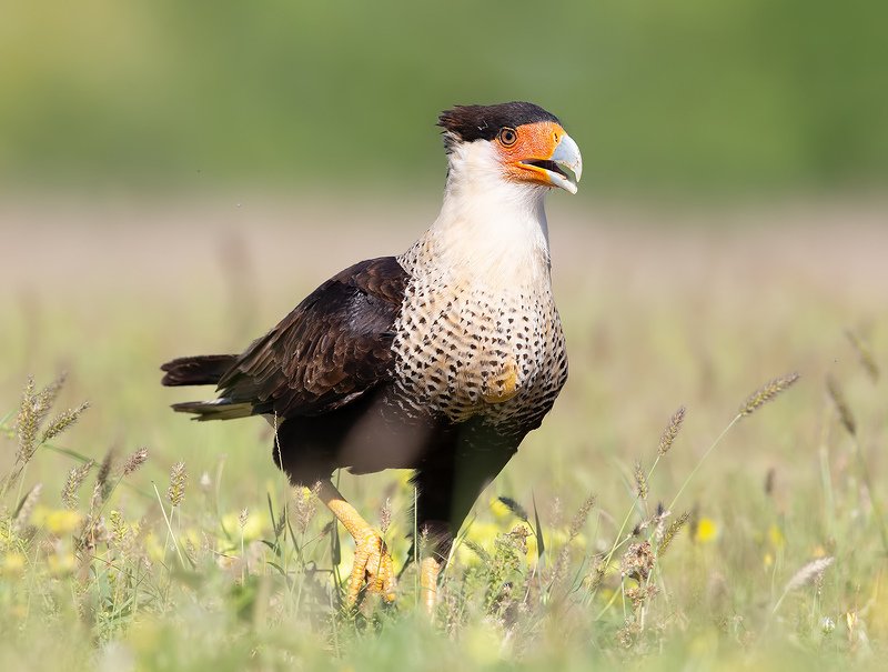 каракара, crested caracara, caracara, tx, texas, хищные птицы Каракара - Crested Caracaraphoto preview