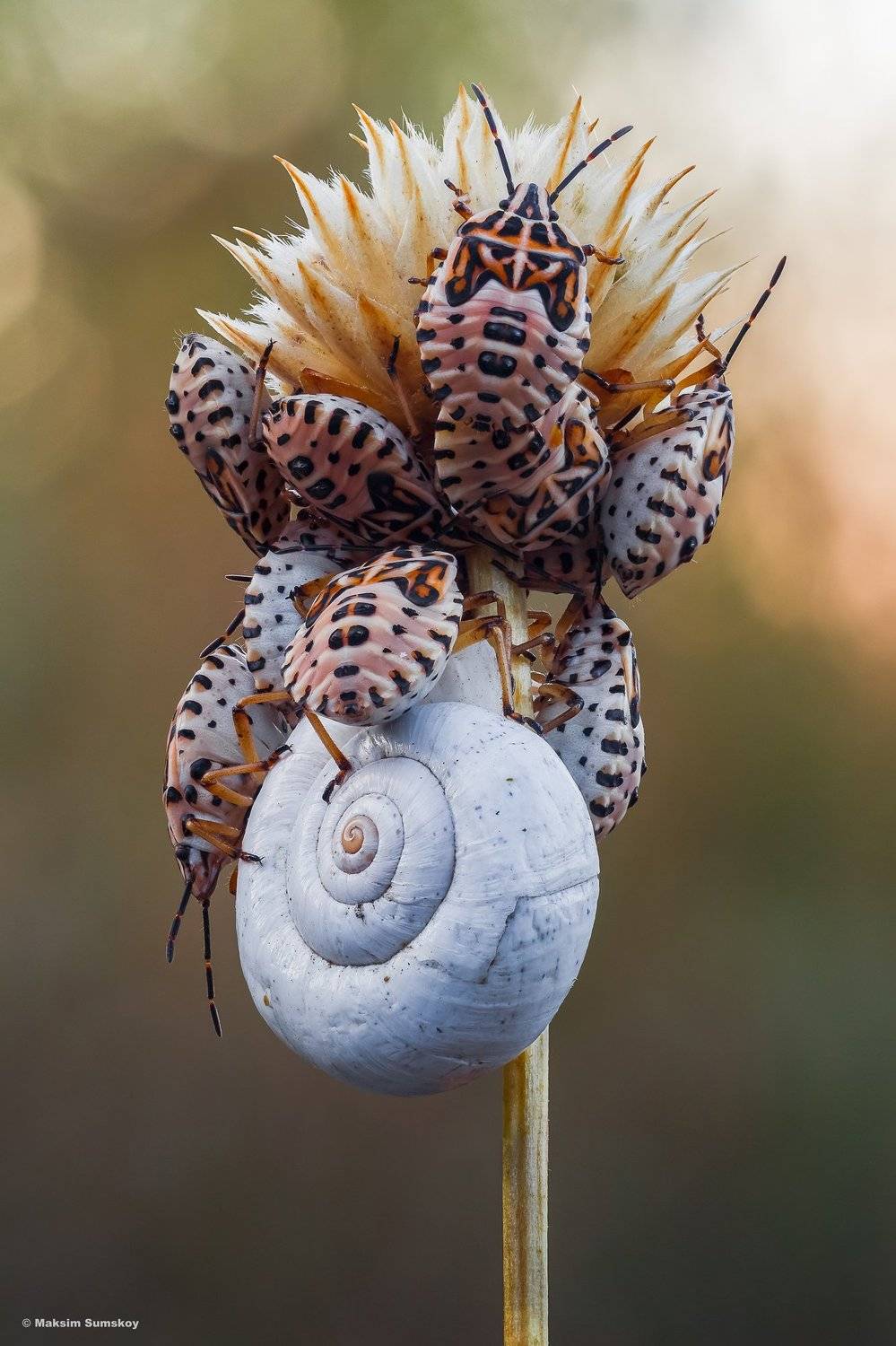 макро,стекинг,индустар,утро, Максим Сумской