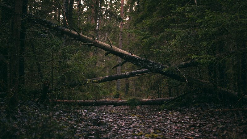 Дерево без мишекphoto preview