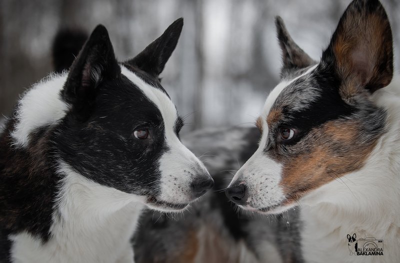 собака, корги, вельш корги кардиган Глаза в глаза...photo preview