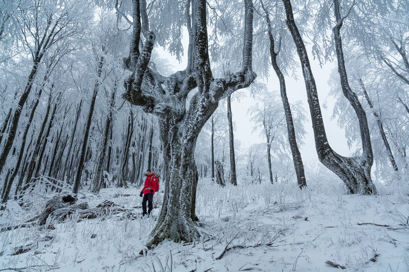 Бродяга из .....photo preview