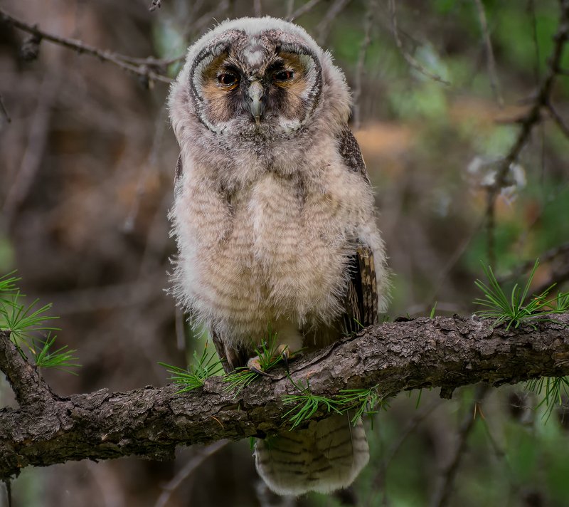 birds, хищная птица, птенец, совёнок, Совёнок. фото превью