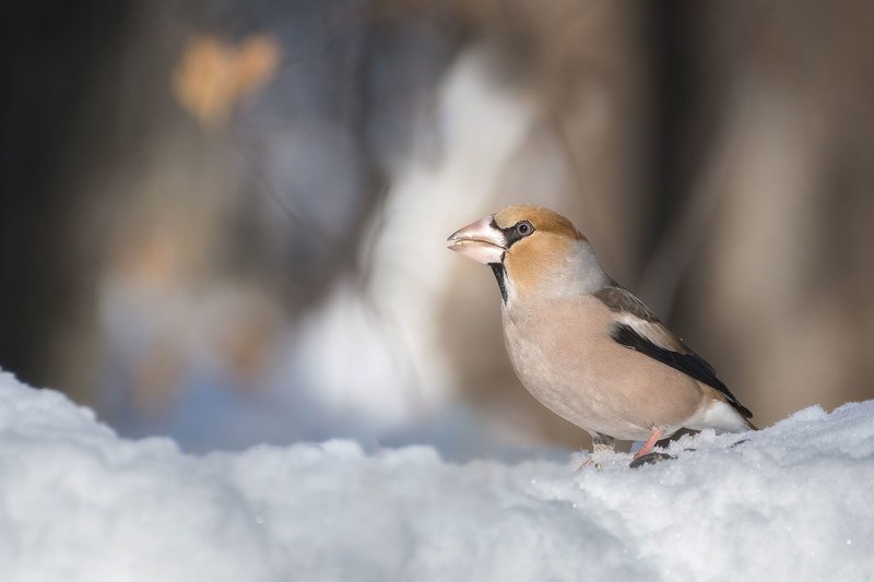 Дубоносphoto preview