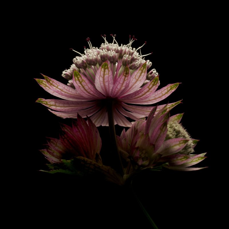 Состояниеphoto preview