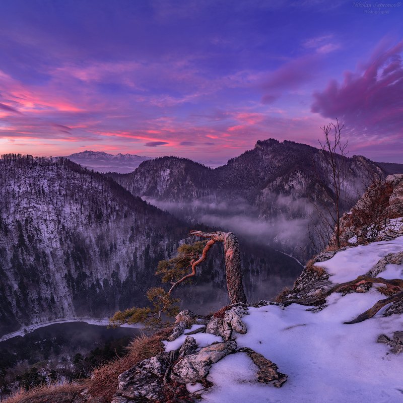 татры, пенины, словакия, польша, бескиды, дунаец, граница, ущелье, tatry, peniny, polska, сосна, горы \