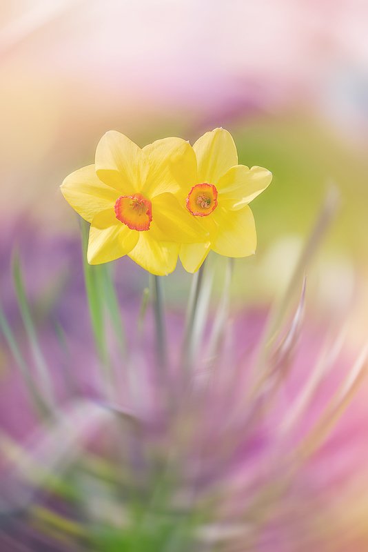 macro, antrisolja,  True Colorphoto preview