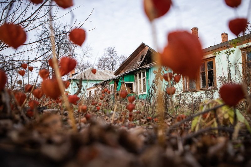 липки Липки 2020photo preview