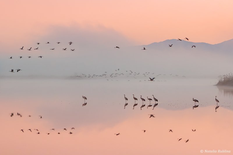 природа,птицы,животные,журавли,рассвет,утро,туман,отражения,рай,полёт,стая птиц,магия природы,парадиз,минимализм В Раю...photo preview