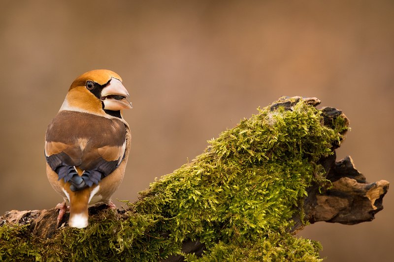 дубоносphoto preview