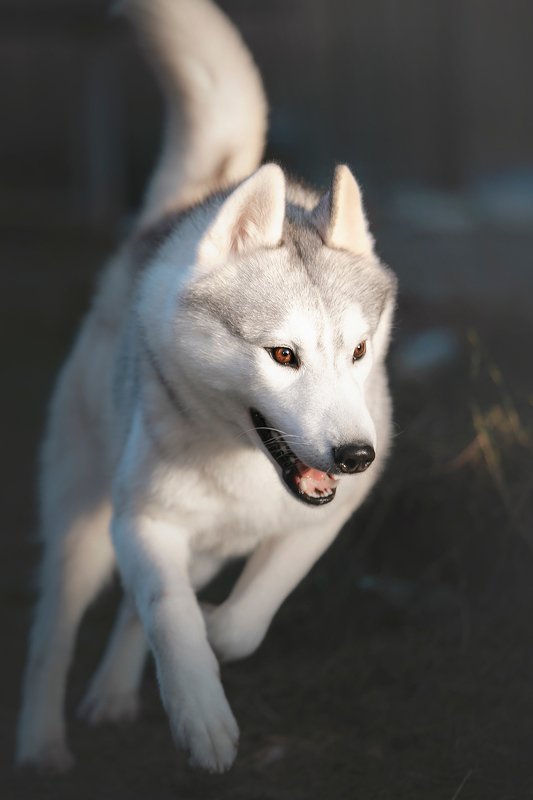 сибирский хаски Hakuphoto preview