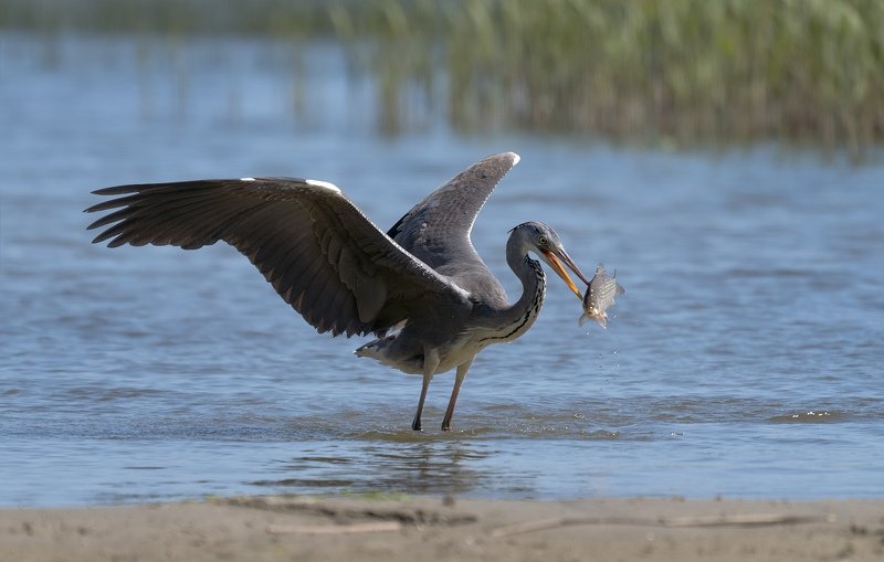 природа, птицы, цапля, рыбалка, лещ Большая удачаphoto preview
