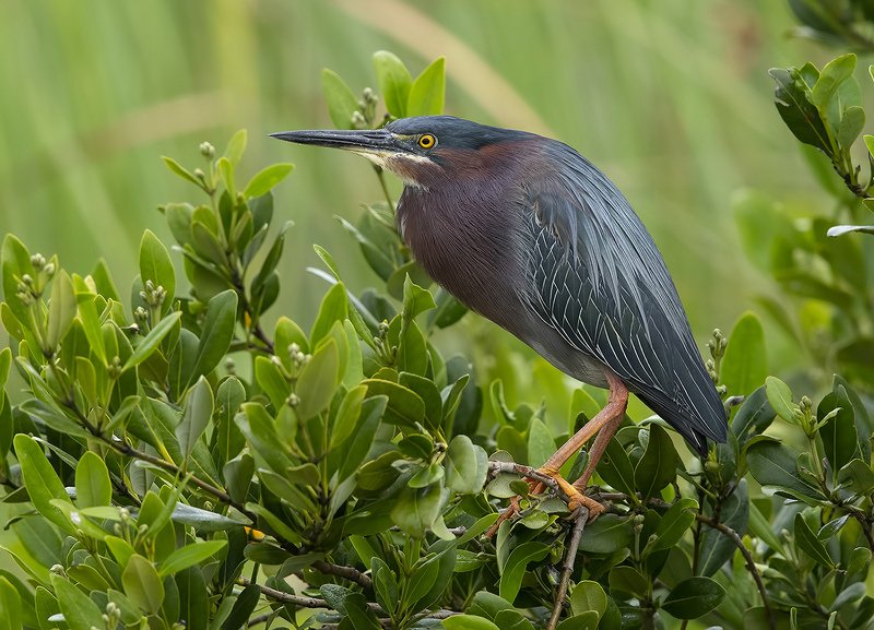 американская зелёная кваква, green heron, кваква, tx, texas Green Heron -  Американская зелёная квакваphoto preview