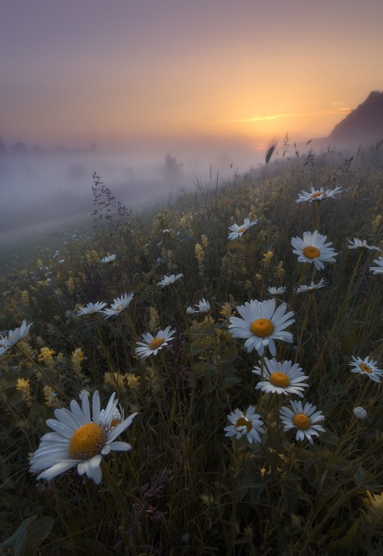 nature, morning, mist, fog, sun, sunrise, flowers, spring The early morning ones фото превью