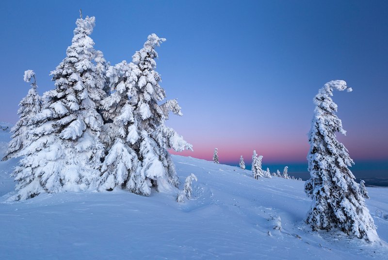 winter, trees, blizzard, snow, landscape, travel, nature, mountain, romania, cold, sunrise Renegadephoto preview