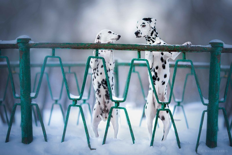 собака, собаки, животные, снег, зима, любовь, далматин, dog, animal, snow, winter, love На мостуphoto preview