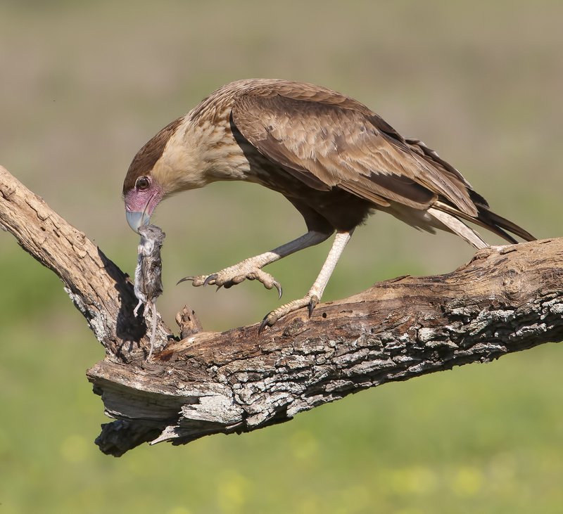 каракара, crested caracara, caracara, tx, texas, хищные птицы Crested Caracara with prey - Молодая Каракара.photo preview