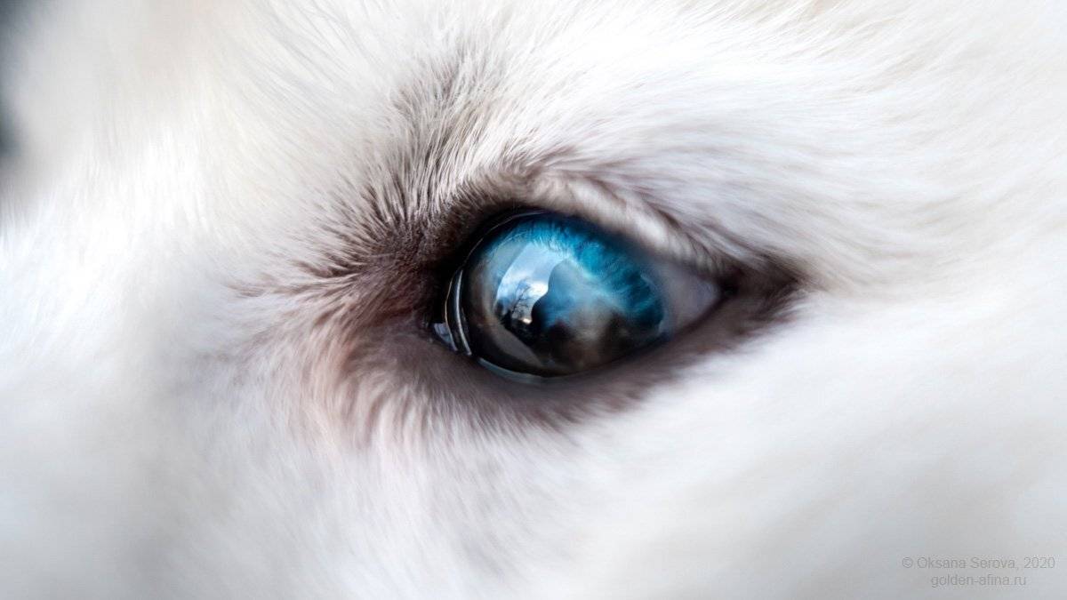 хаски, синий, глаза, Оксана Серова