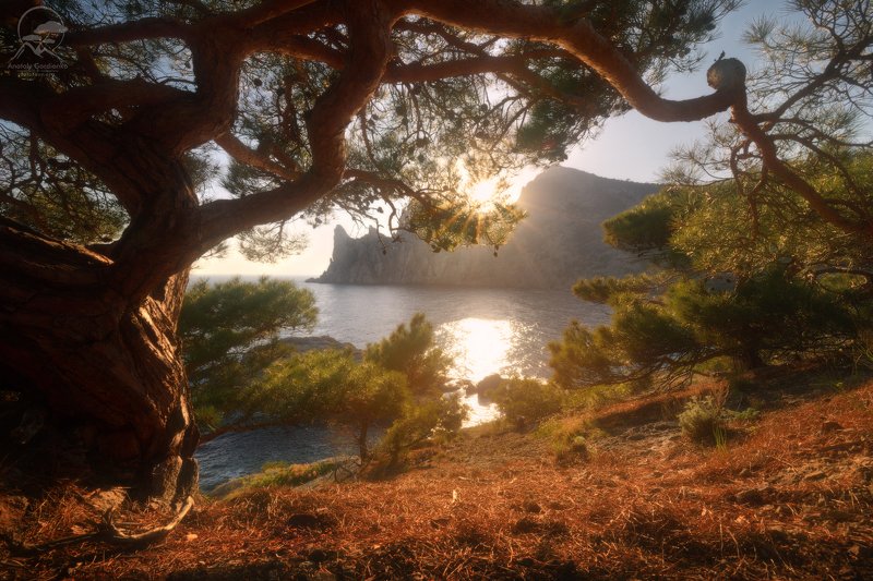 пейзаж, природа, дерево, крым, горы Новый светphoto preview