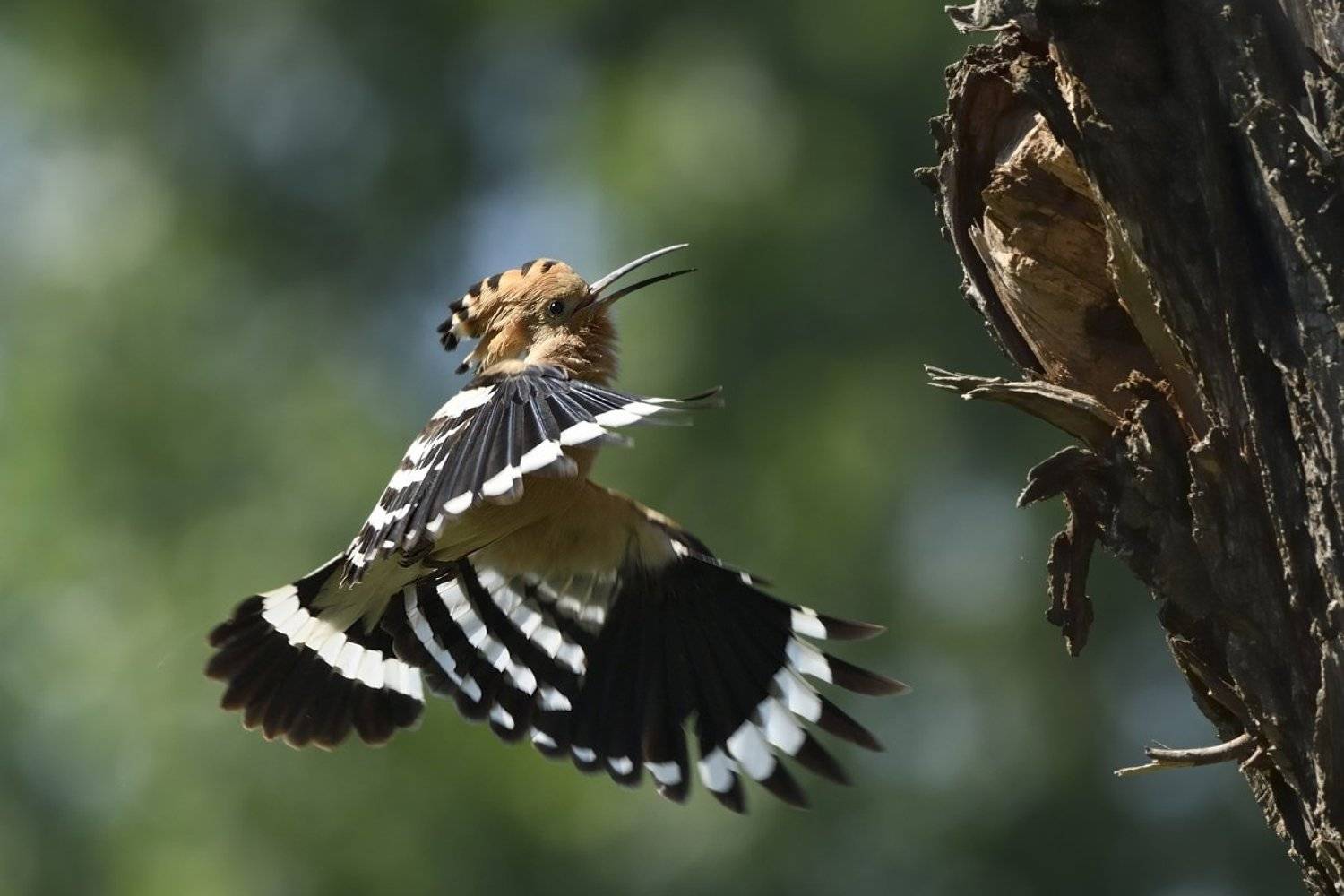 Upupa epops. Автор: Jaroslav Mego птицы birds, Jaroslav Mego